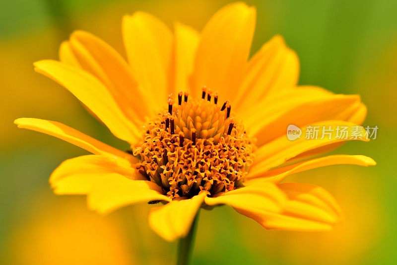 Heliopsis helianthides / Oxeye雏菊花